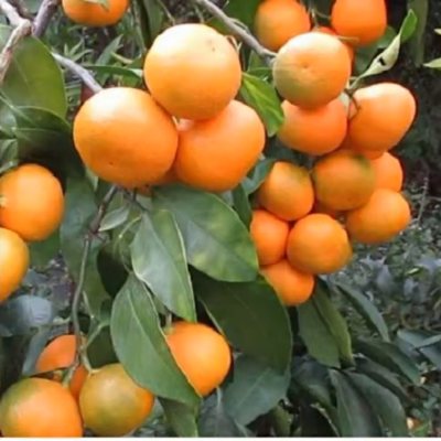 Mandarina