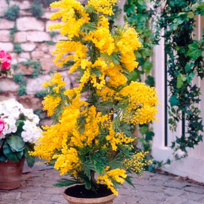 Mimoza (Akacija dealbata) — kontejner