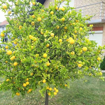 Sibirski limun — kontejner