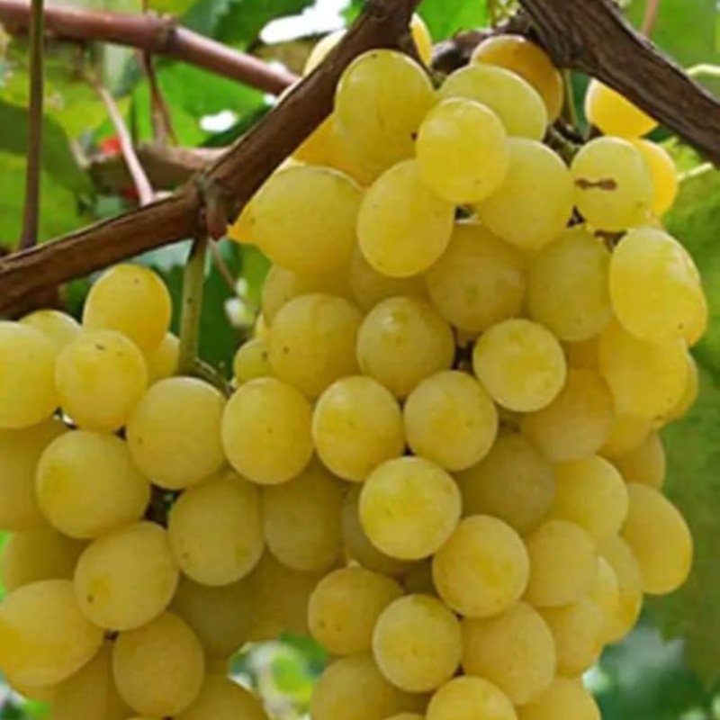 Vinova loza Italija — kalemljena