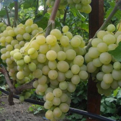 Vinova loza Morava — kalemljena