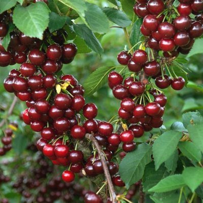 Višnja Oblačinska